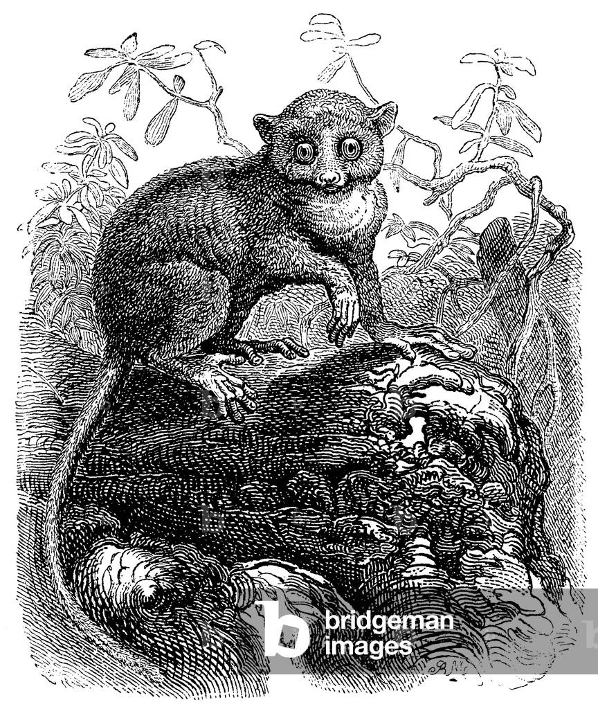 Sulawesi tarsier, Spectral tarsier