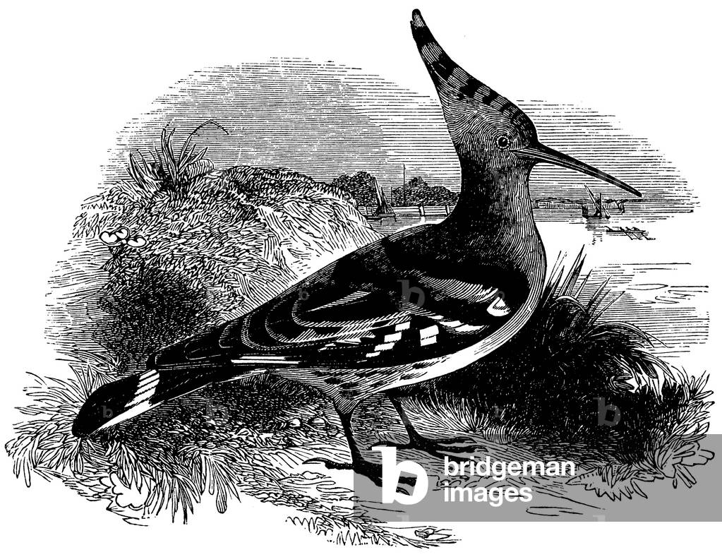 Hoopoe