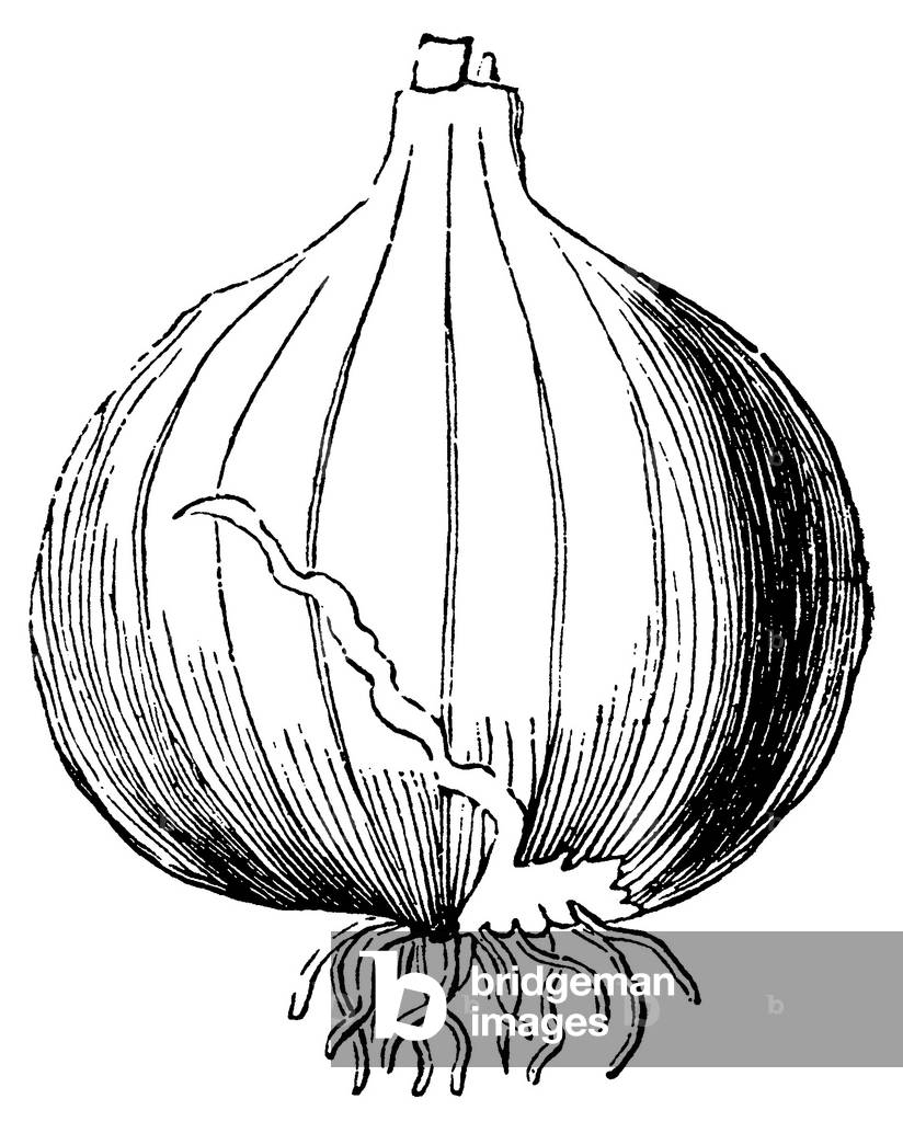 Onion