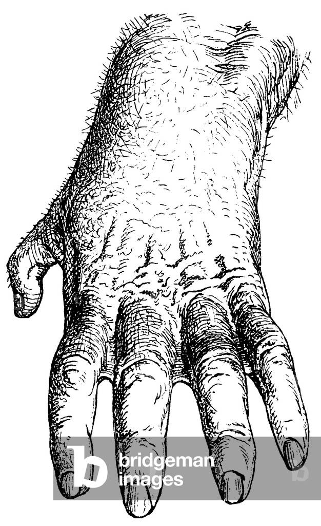 Gorilla, Gorilla gorilla, hand