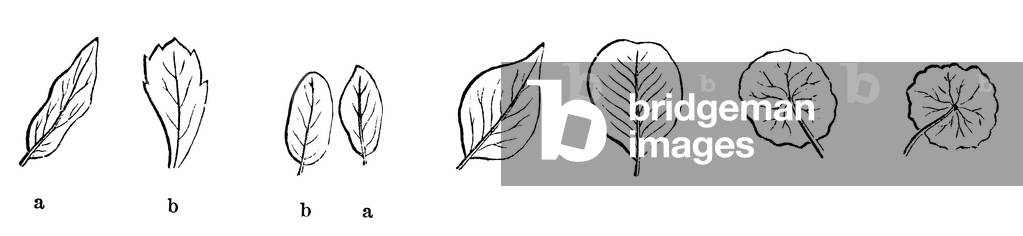Leaf shapes