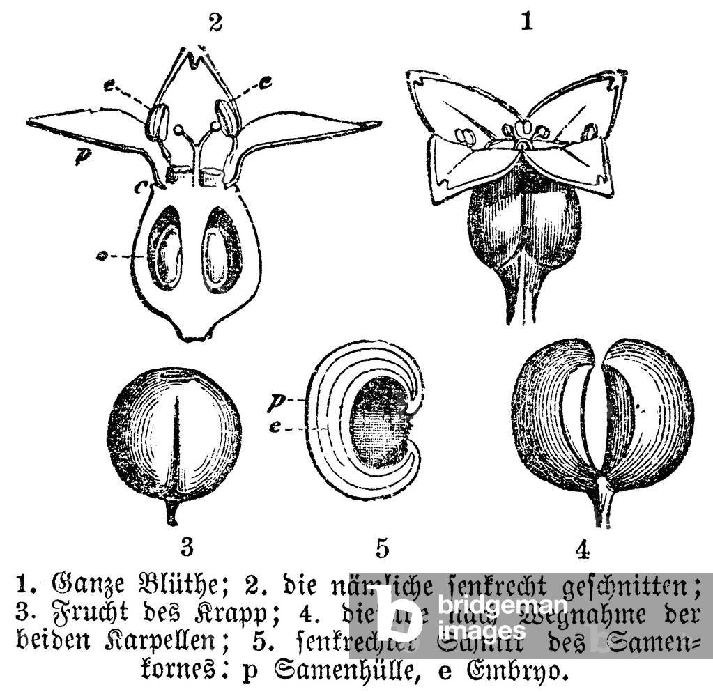 common madder or dyer's madder: flower
