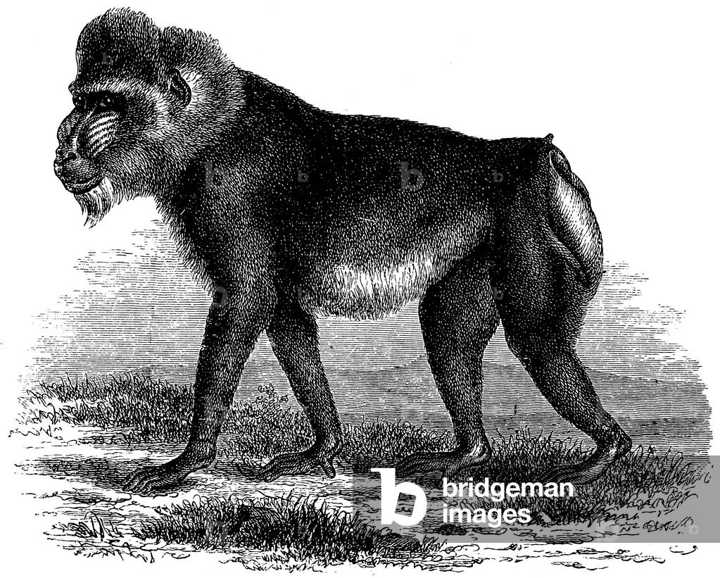 Mandrill