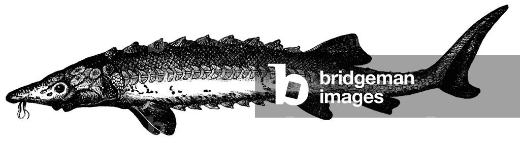 Sturgeon