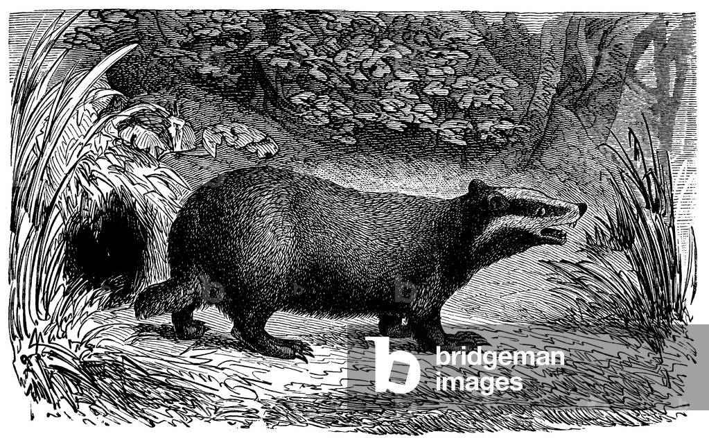 Badger
