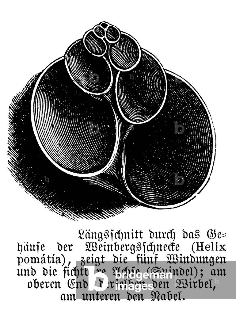 Edible snail, large garden snail: longitudinal section through the housing
