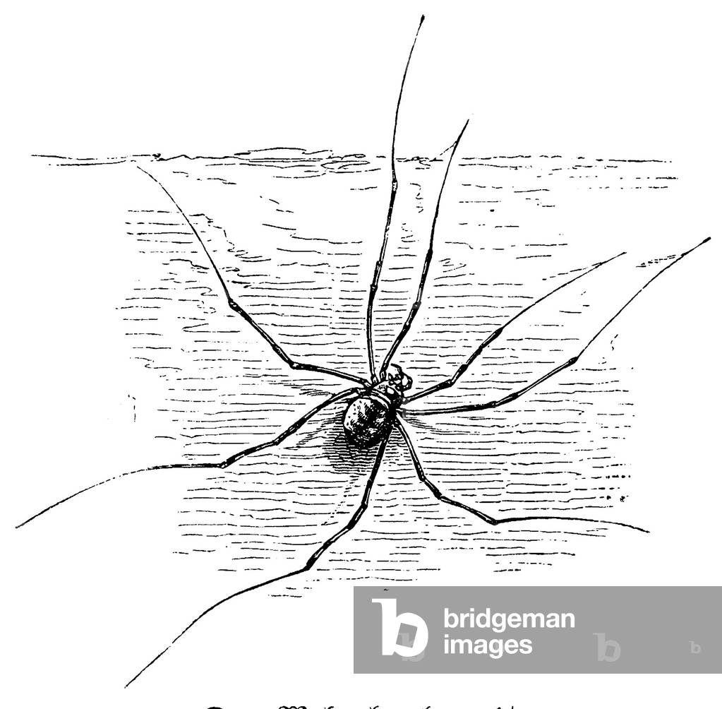 Harvestman