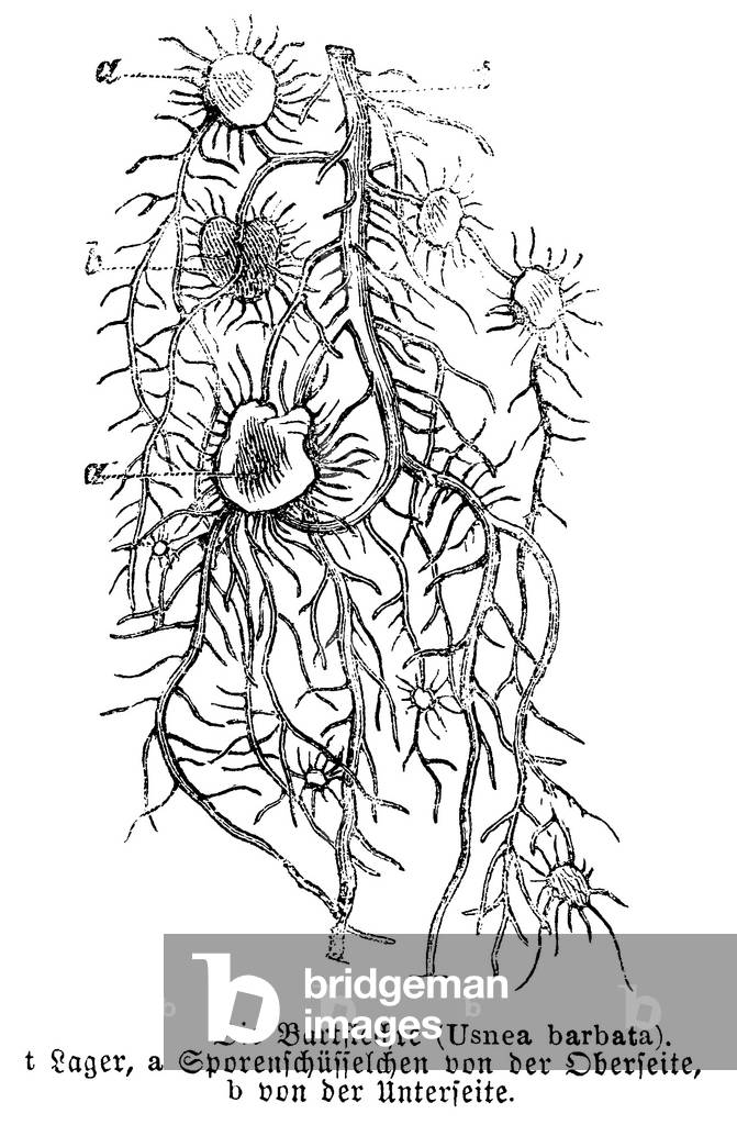 Usnea