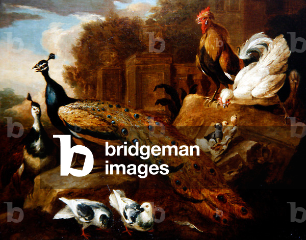 Peacocks, Doves, & Other Birds and a Classical Building (oil on canvas)