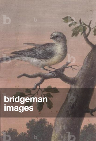 A Bird on a Branch, (gouache), (see also 60075)