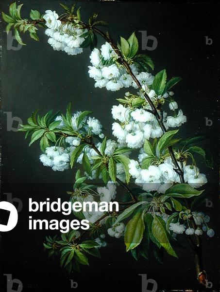 A Sprig of White Blossom (oil on canvas)