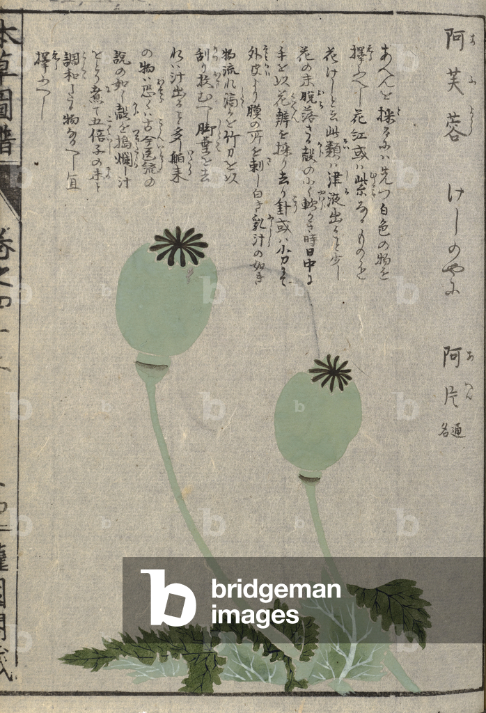 Kan'en Iwasaki (1786-1842)' images and/or videos results