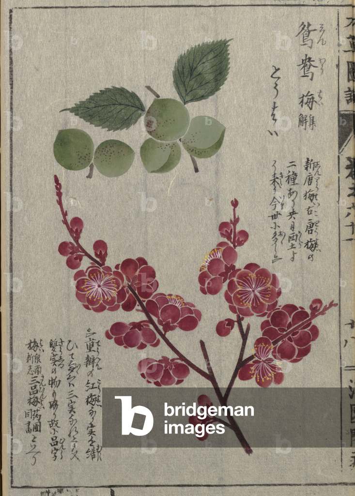 Kan'en Iwasaki (1786-1842)' images and/or videos results