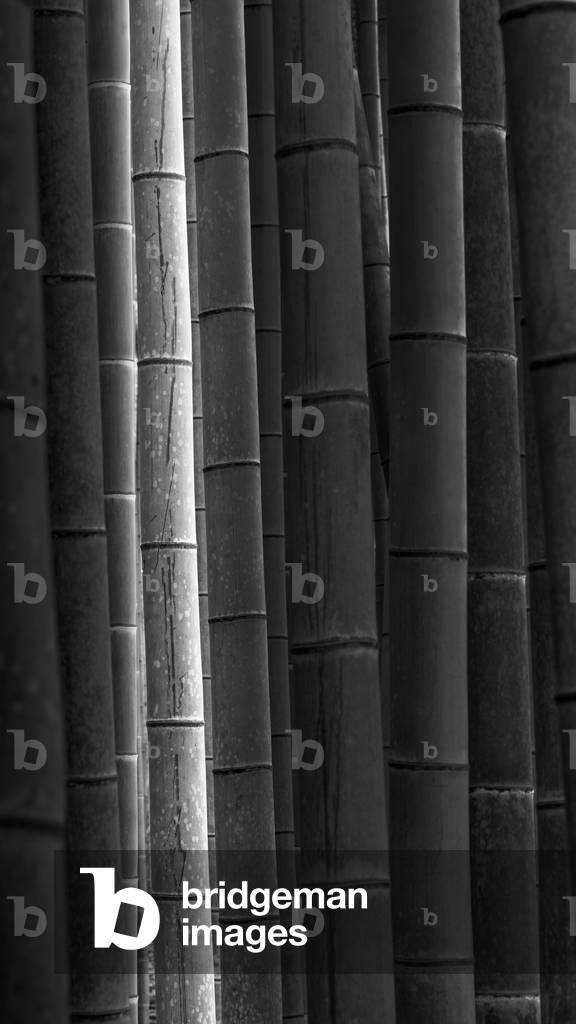 Bamboo, Tokyo Prefecture, Tokyo, Japan 2016 (b/w photo)