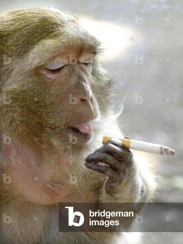 monkey smoking cigarette Image of A MONKEY SMOKES A CIGARETTE IN KANCHANABURI, 1999-11-29 (photo)