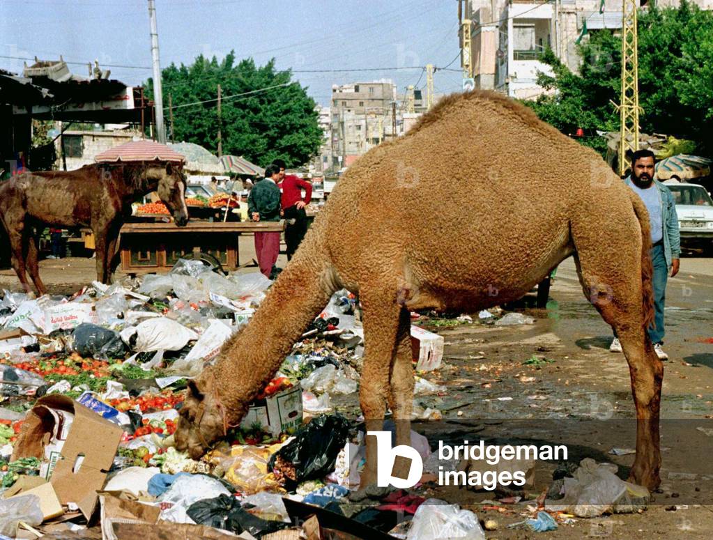 Image of A camel and a horse eat garbage near a vegetable