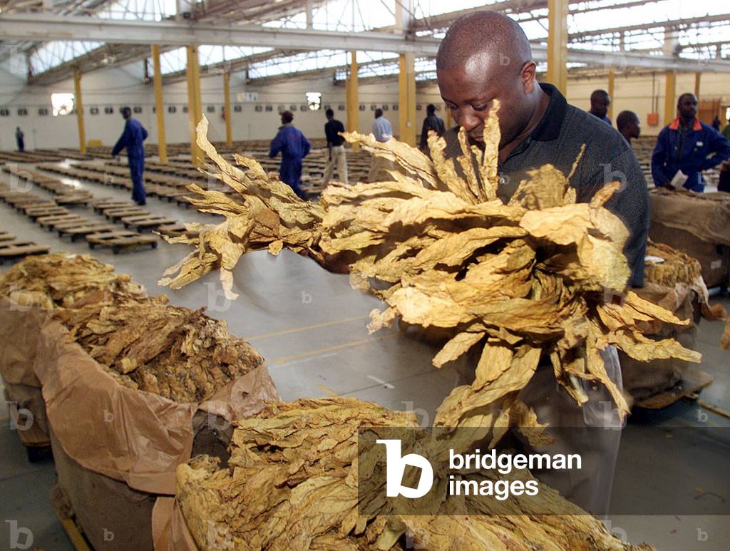 inter continental leaf tobacco Image of Vincent Chinyemba, ein Käufer bei Intercontinental Leaf Tobacco,  überprüft die