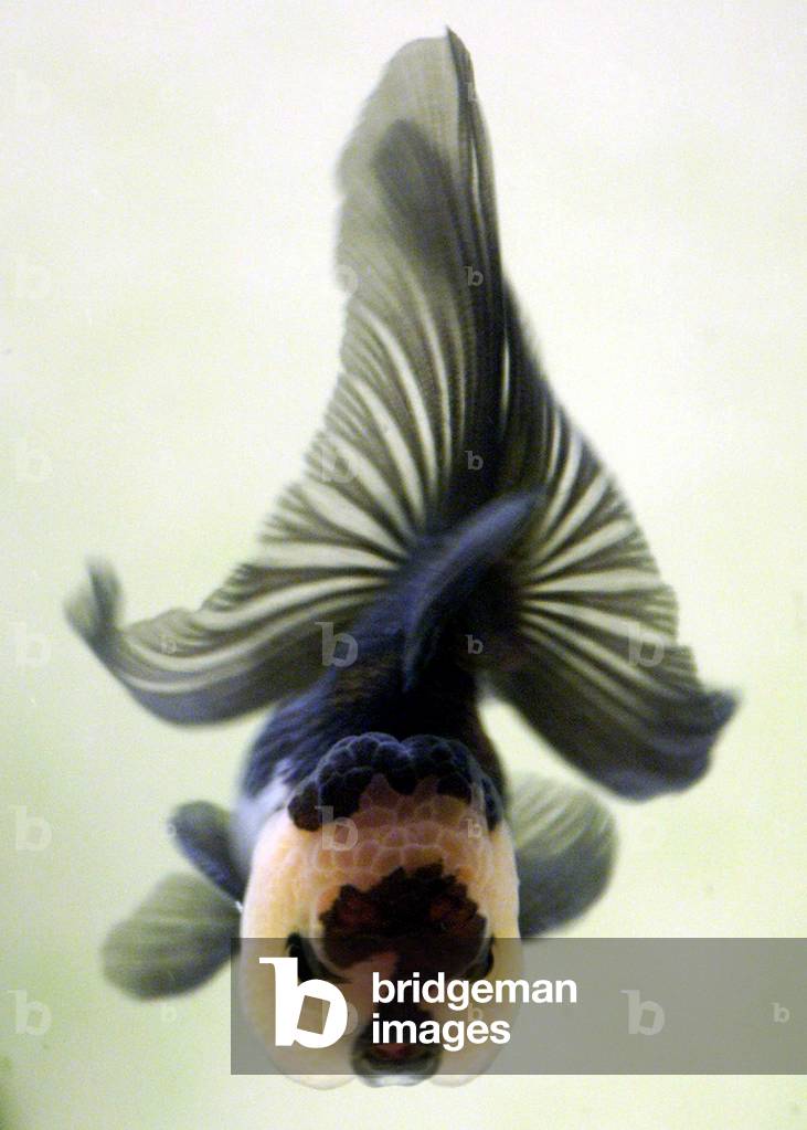 Image of A goldfish with markings resembling a question mark on its