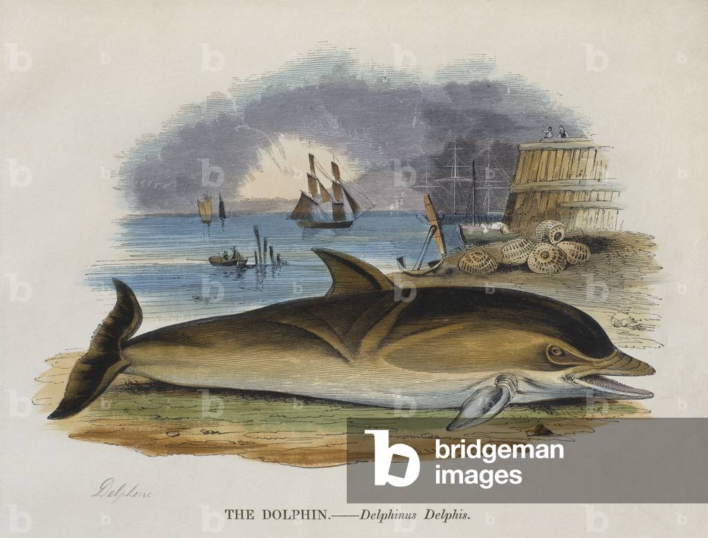 Dolphin on shore, 1823 (colour engraving)