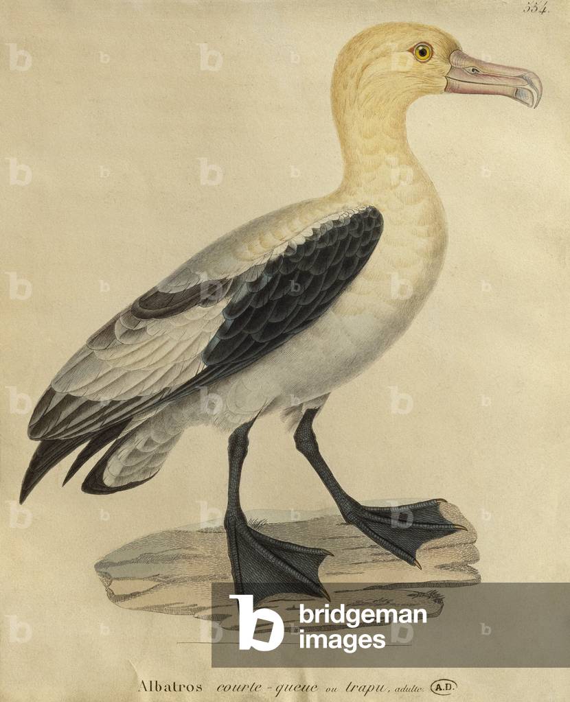 Albatross with a short tail (colour engraving)