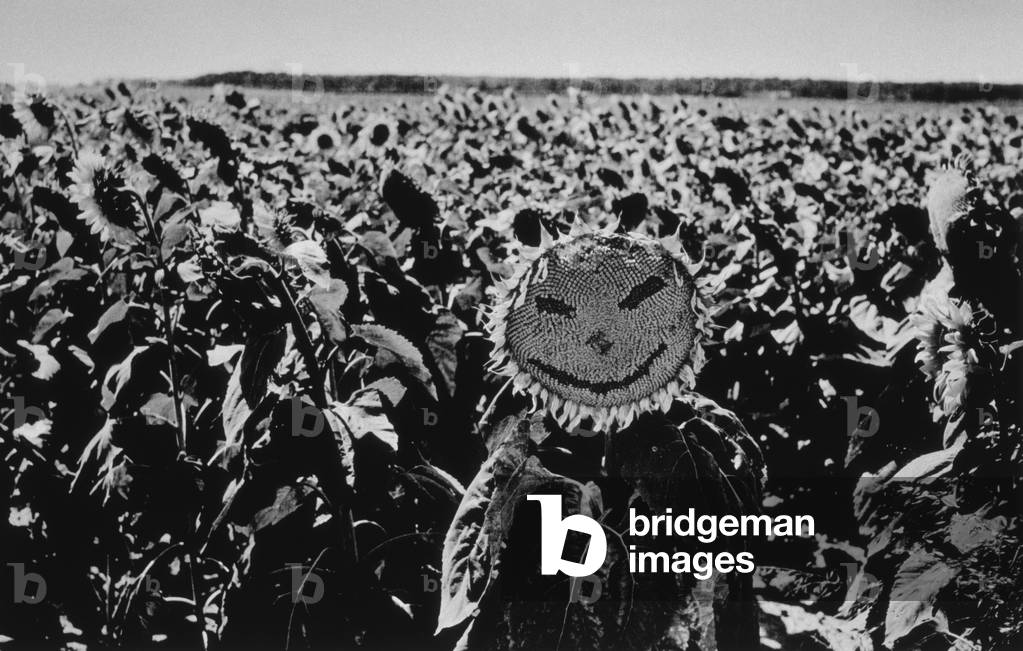 Sunflower with Smiling Face