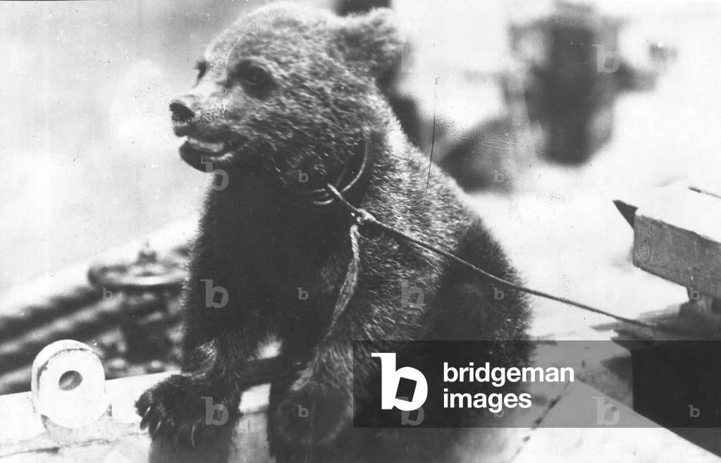 Bear Cub on HMS Ajax (photo)