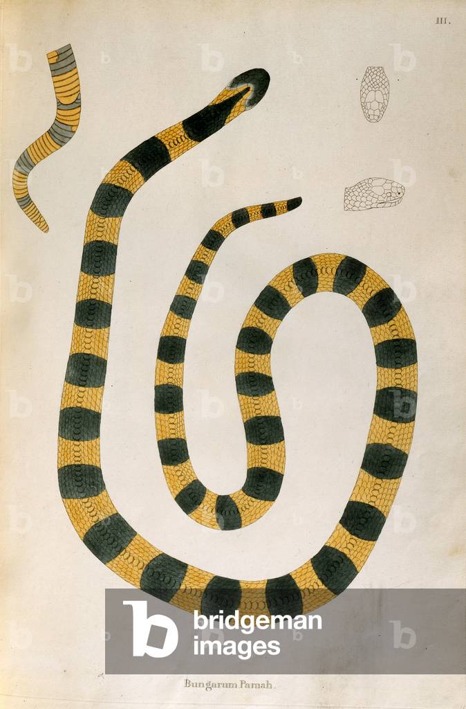 Bungarum Pamah Snake from 'An Account of Indian Serpents collected from the Coast of Coromandel' by Patrick Russell, London, 1796 (engraving)