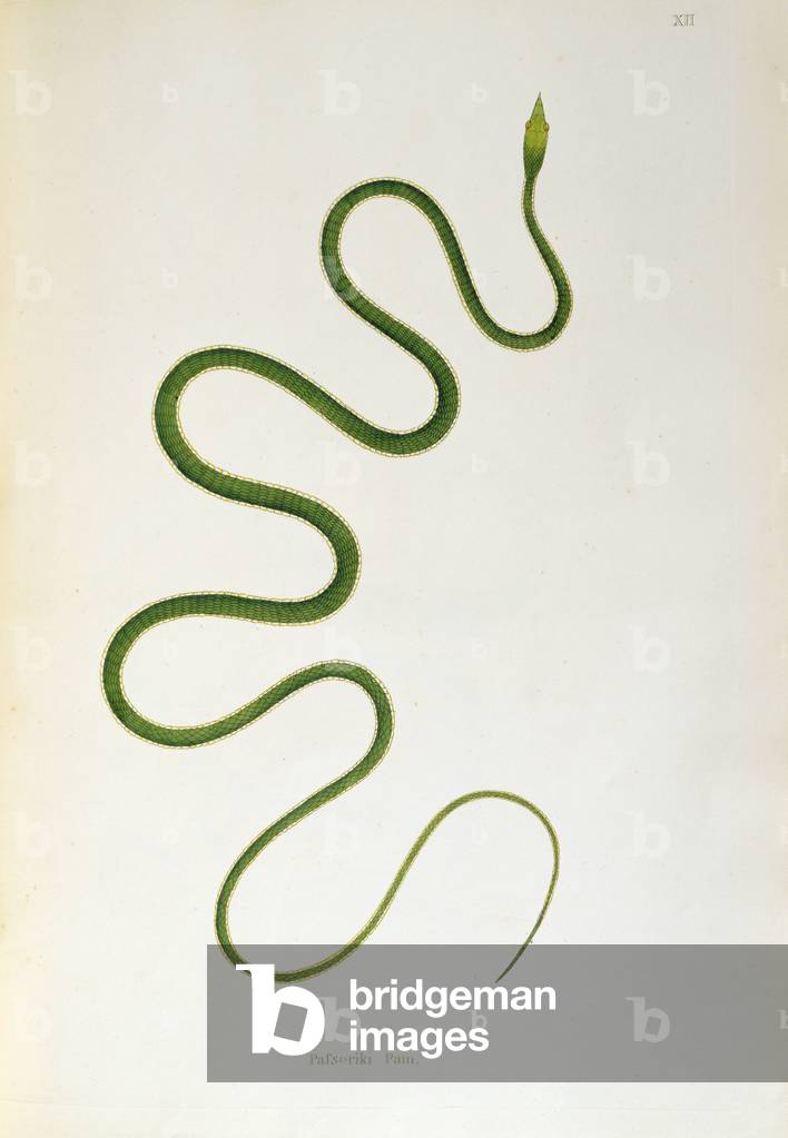 Pafseriki Pam Snake from 'An Account of Indian Serpents collected from the Coast of Coromandel' by Patrick Russell, London, 1796 (engraving)
