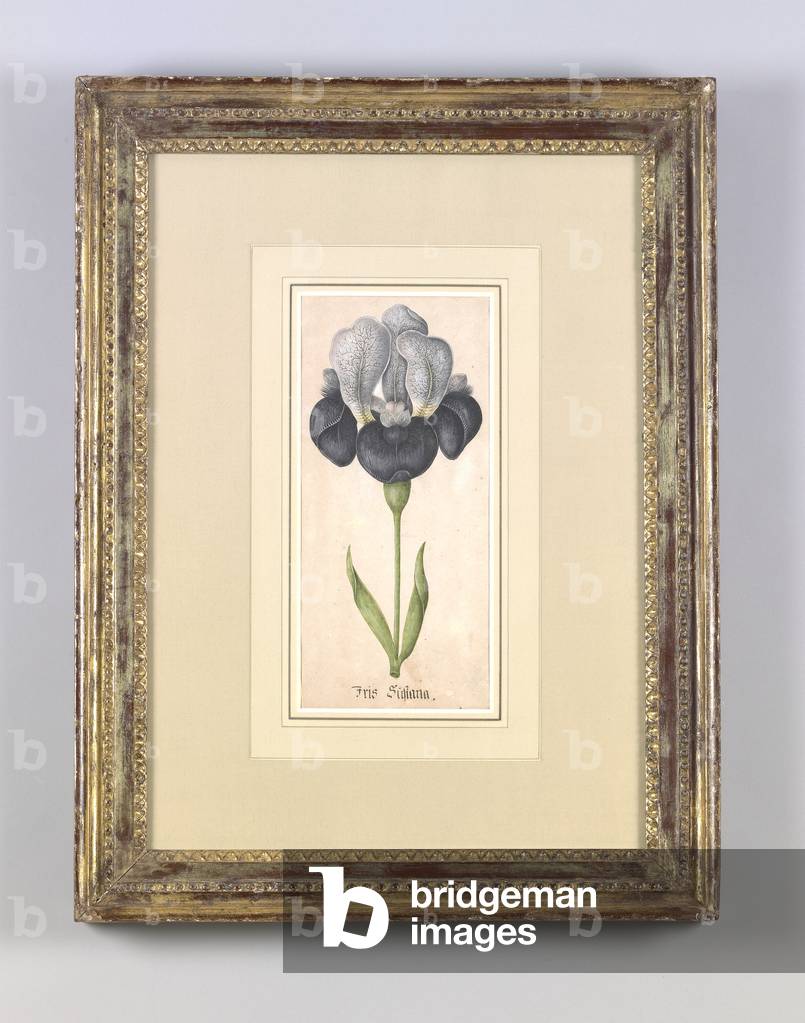 Iris Susiana, or Mourning Iris, c.1700 (w/c & gum arabic on paper)