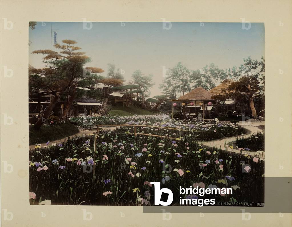 Horikiri Iris Flower Garden at Tokio (hand-coloured photo)