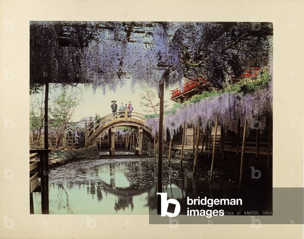 Wisteria at Kameido, Tokio (hand-coloured photo)