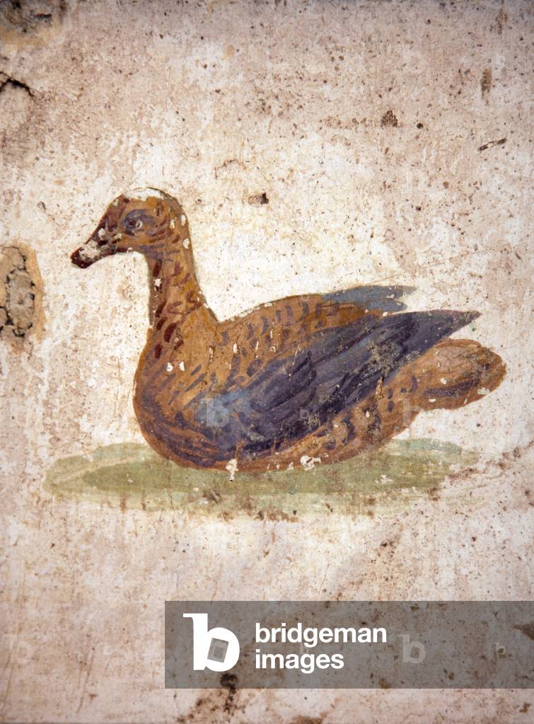 Bird, from Villa Arianna in Stabiae (fresco)