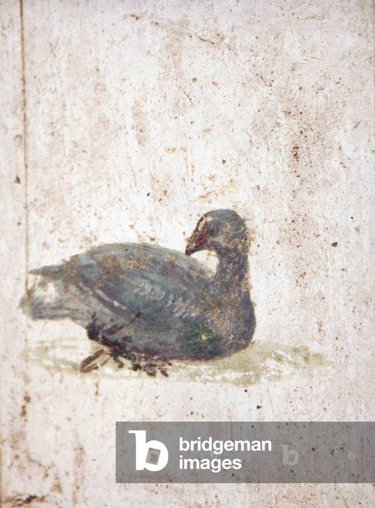 Birds, from Villa Arianna in Stabiae (fresco)