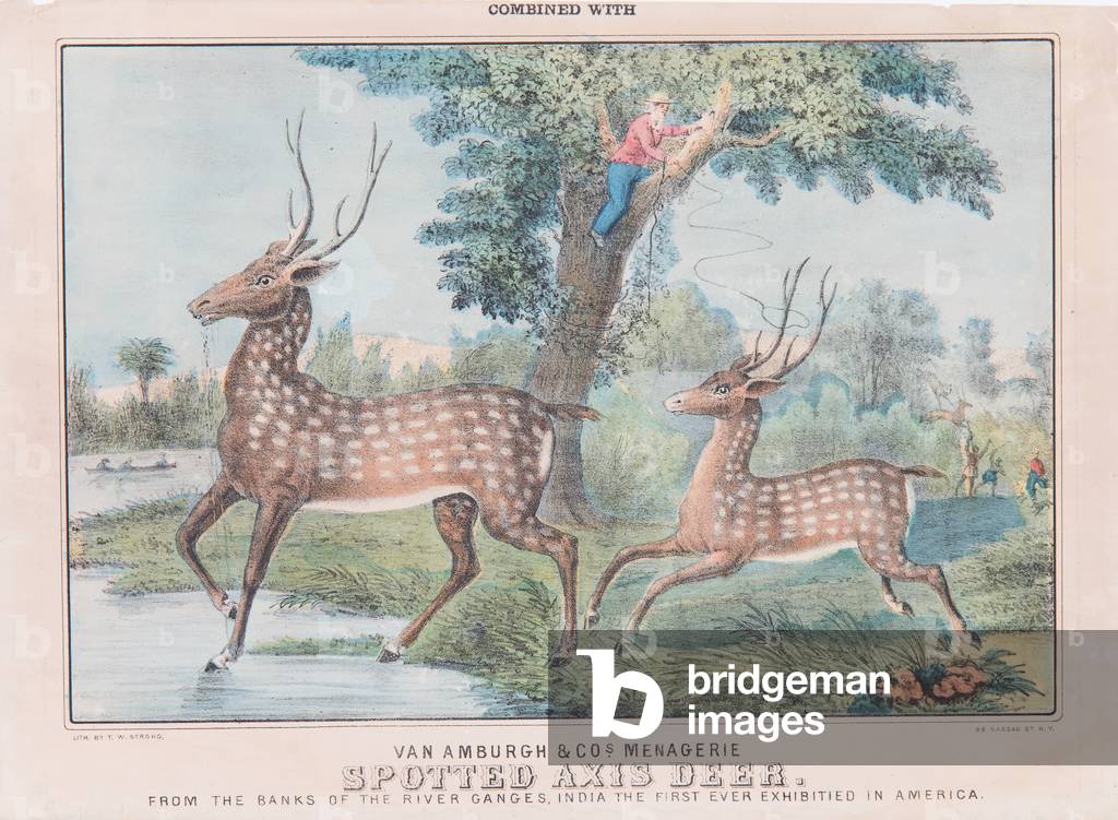 Spotted Axis Deer (w/c on paper)