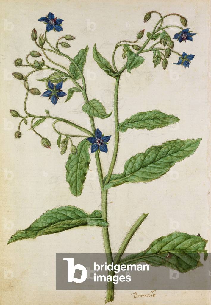 Borage: Borago officinalis, c.1568, by J.le Moyne de Morgue (c.1530-88)