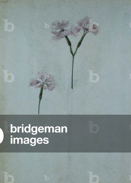 Pink: Wild (Dianthus plumarius), c.1568, by J. le Moyne de Morgues (c.1530-88)