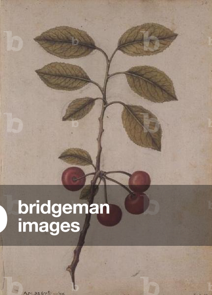 Cherry: Prunus cerasus, c.1568, by J.le Moyne de Morgues (c.1530-88)