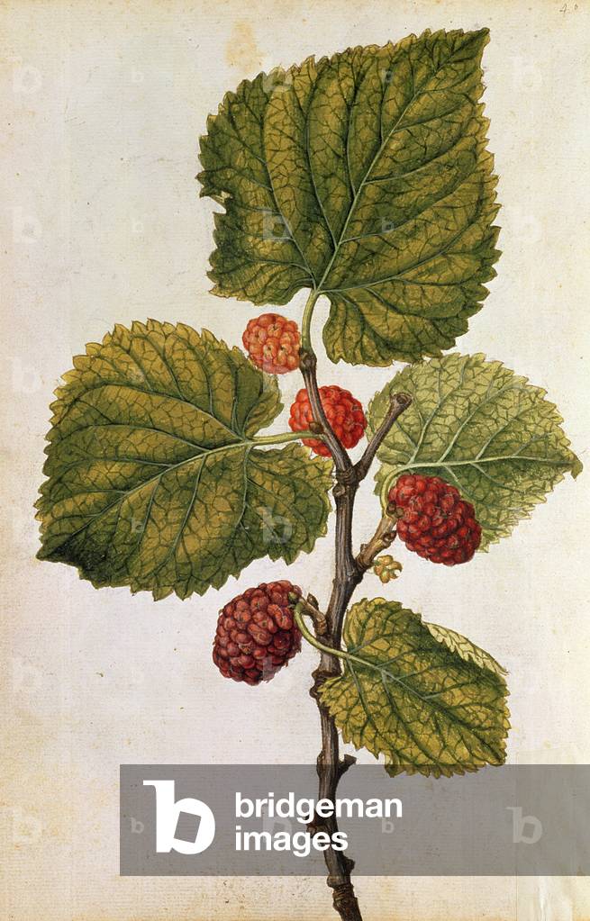 Mulberry: Morus Nigra, c.1568 (colour litho)