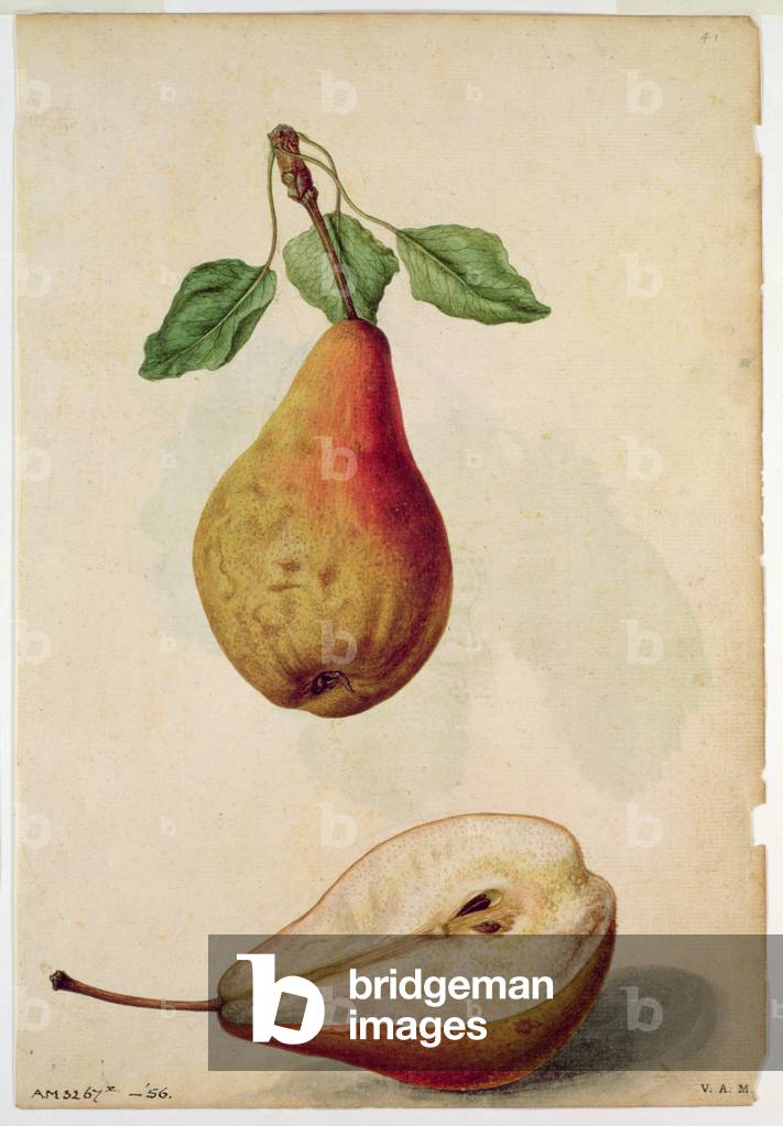 Pear: Pyrus communis, c.1568, by J.le Moyne de Morgues (c.1530-88)