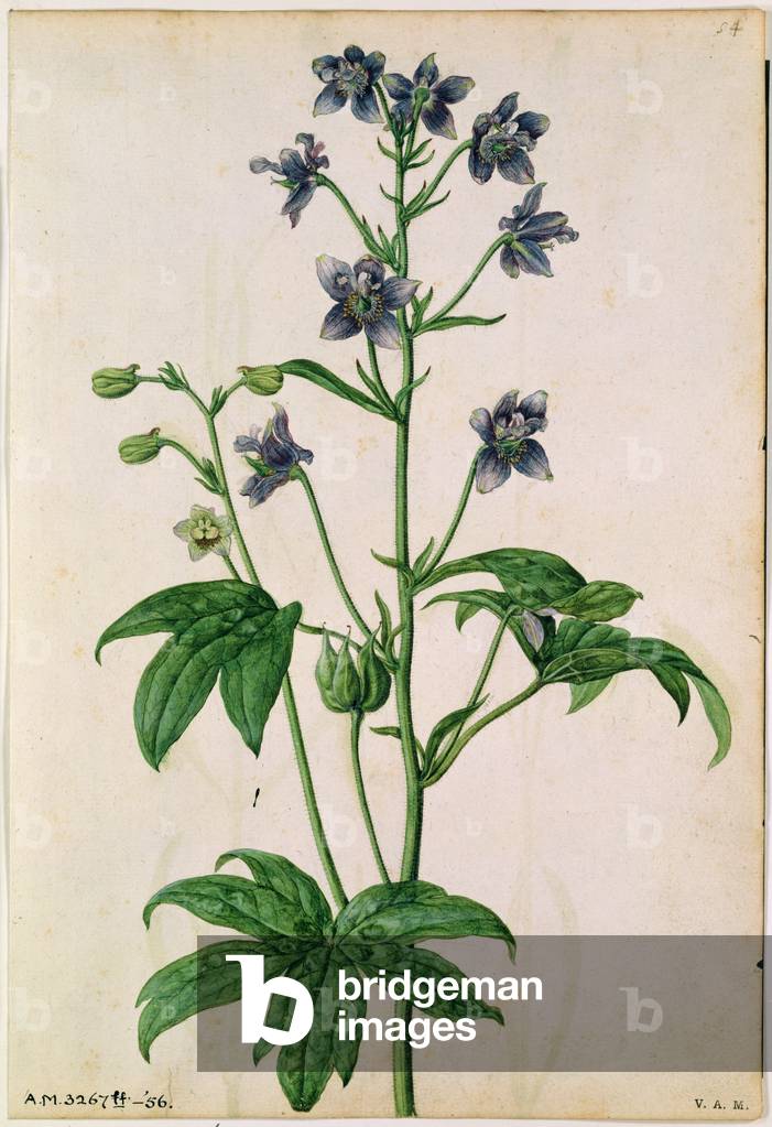 Delphinium: Staphisagria (Stavesacre), c.1568, by J.Le Moyne de Morgues (d.1588)