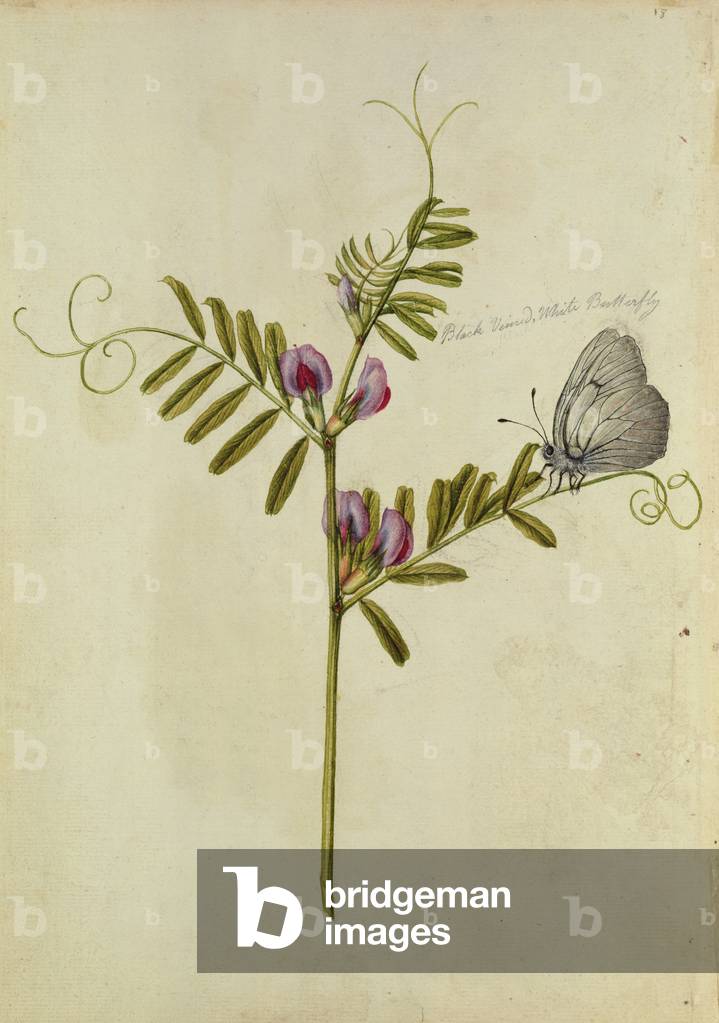 Common Vetch (Vicia sativa) and Black Veined White Butterfly, c.1568, by J.le Moyne de Morgues (c.1530-88)