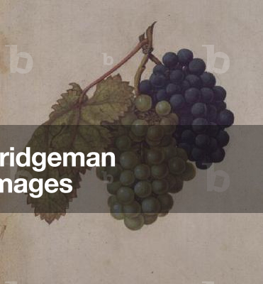 Grapes: Vitis vinifera, c.1568, by J.le Moyne de Morgues (c.1530-88)