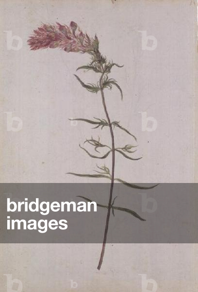 Melampyrum: Field Cow-wheat, c.1568, by J.le Moyne de Morgues (d.1588)