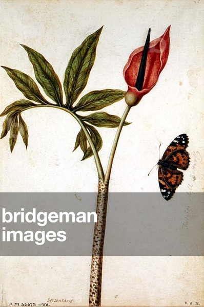 Arum: Dracunculus (Serpentaria), c.1568, by J.le Moyne de Morgues (c.1530-88)