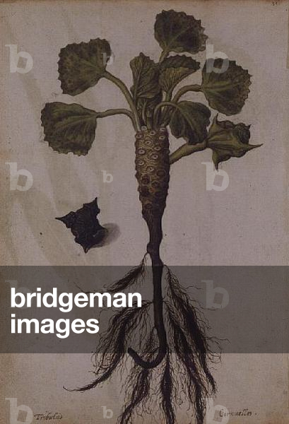 Waterchestnut: Trapa nataus, c.1568, by J.le Moyne de Morgues (c.1530-88)