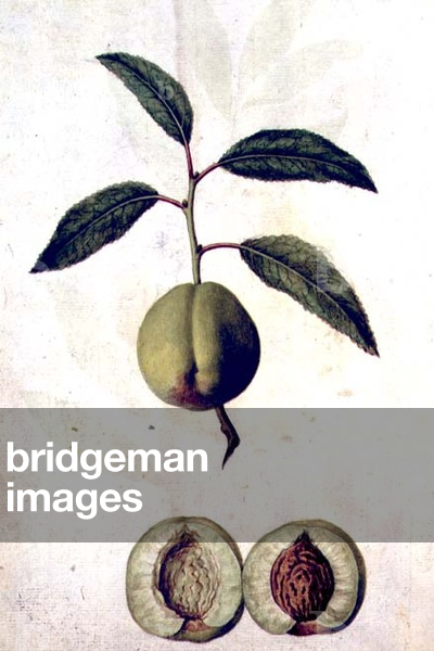 Peach: Pyrusdomestica, c.1568, by J.le Moyne de Morgues (1530-88)