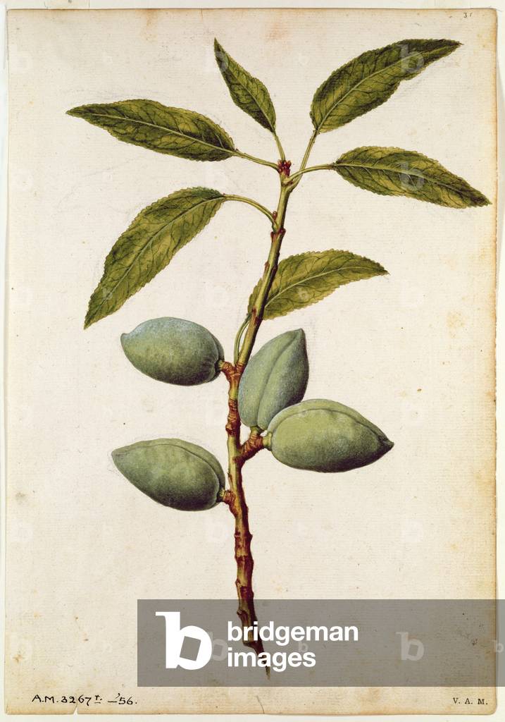 Almond: Amygdalus communis, c.1568, by J.le Moyne de Morgue (c.1530-88)