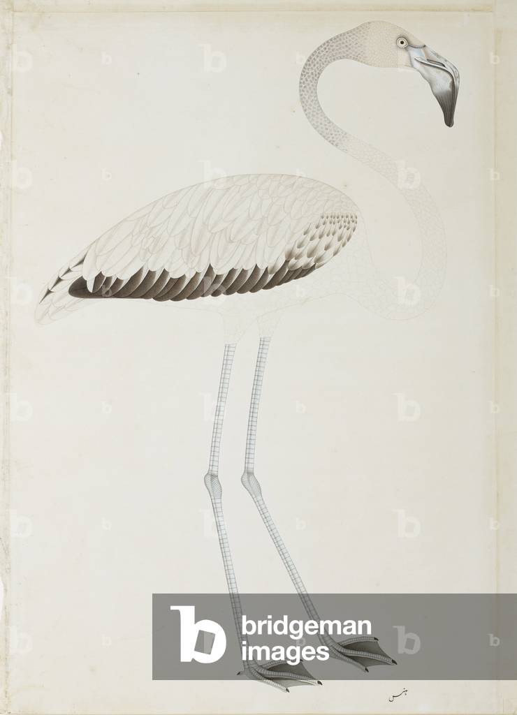 A flamingo, c.1780 (opaque w/c on paper)