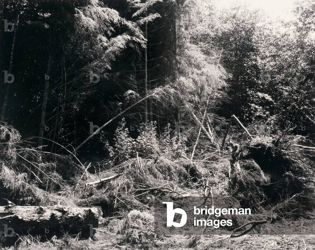 Bulldozed Slash, Tillamook County, Oregon, 1980 (gelatin silver print)