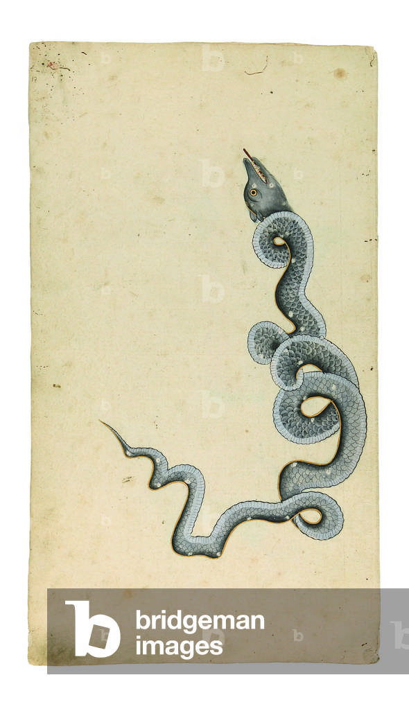 The Constellation of the Dragon: al-Tinnin, 1740 (opaque w/c, ink & gold on paper)